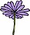 Chicory (Seed)